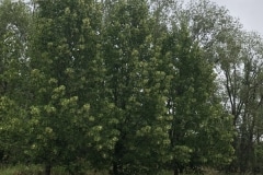 Linden