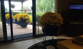 Fall Mums
