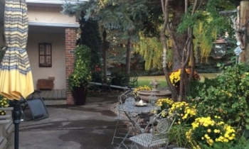 Fall Mums