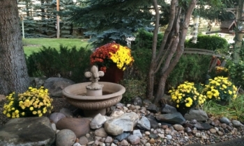 Fall Mums