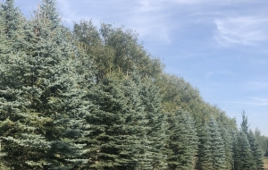 Specimen Colorado Blue Spruce 18-24ft, tap for full view.