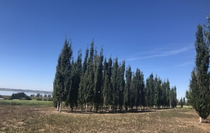 Swedish Aspens