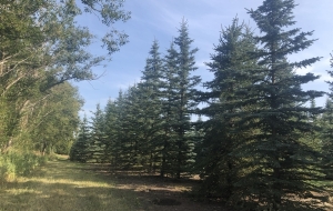 V shaped Spruce 18-24ft